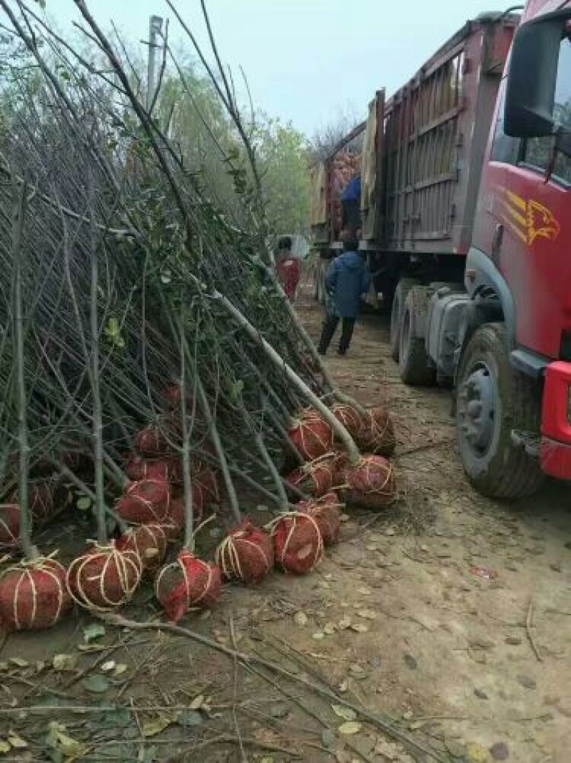 西府海棠规格全价格低货源充足急售！