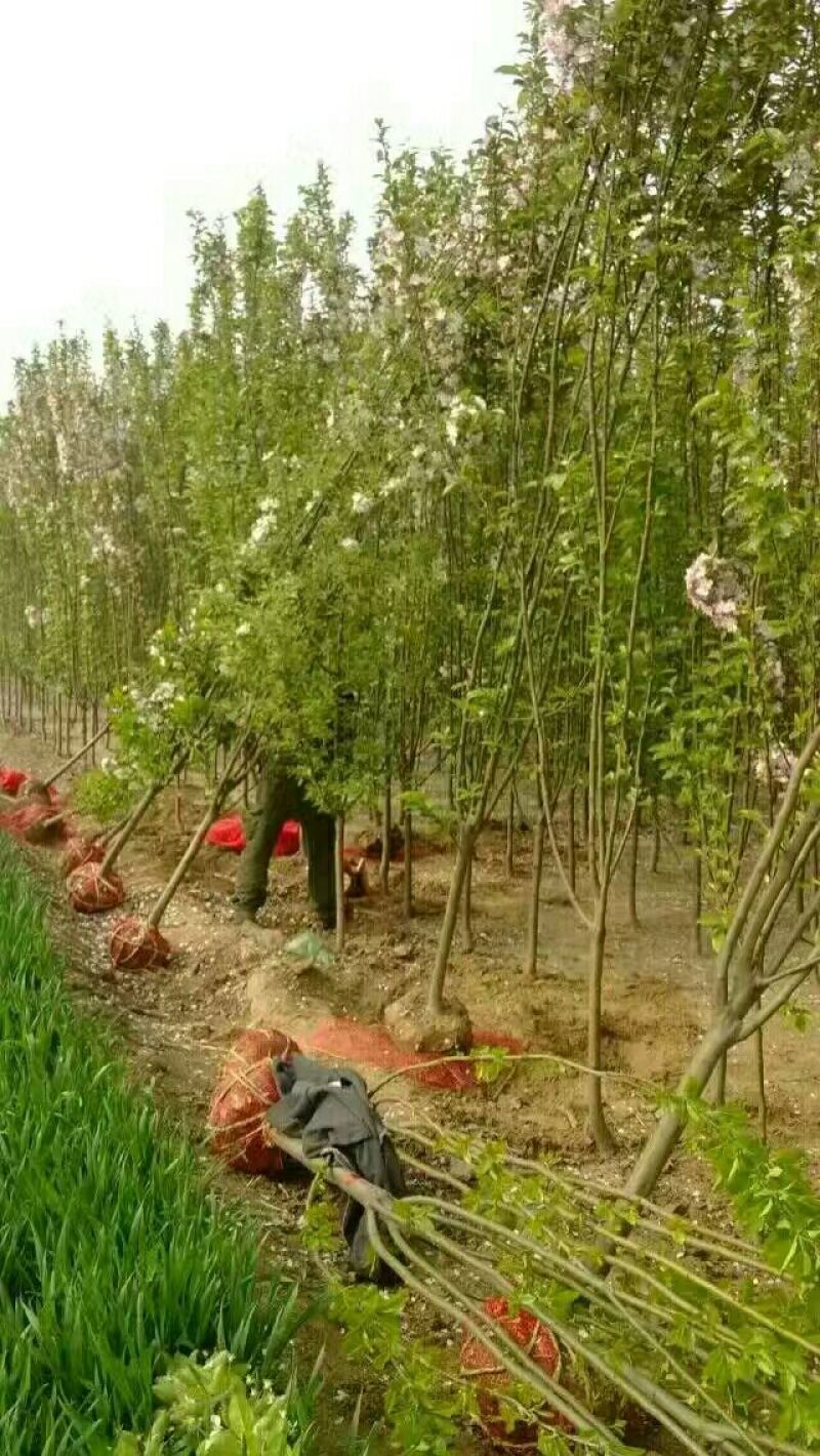 西府海棠规格全价格低货源充足急售！