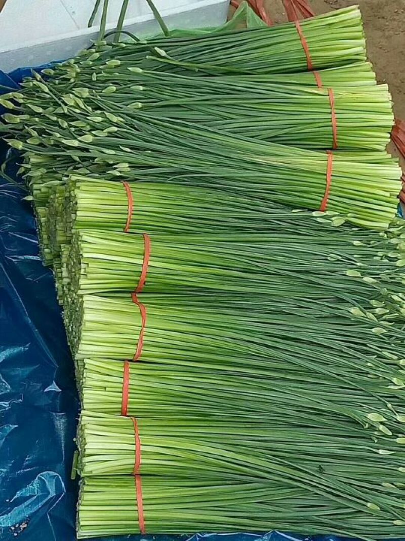 韭苔.山东精品韭苔大量上市中.新鲜.精加工，嫩粗根白