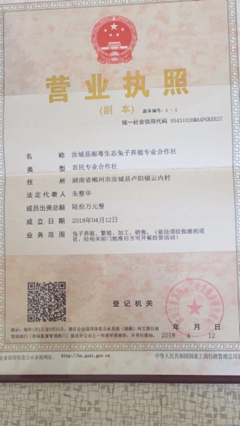 湖南兔子杂交比利时种兔肉兔兔子养殖回收包技术