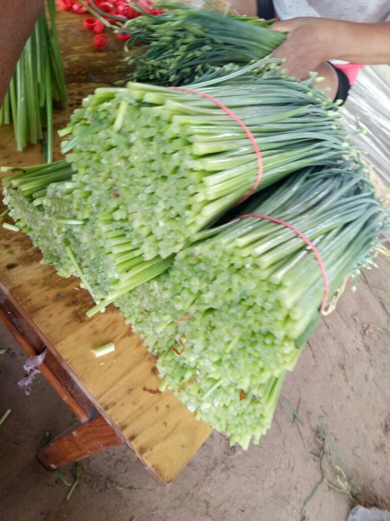 韭苔.山东精品韭苔大量上市中.新鲜.精加工，嫩粗根白