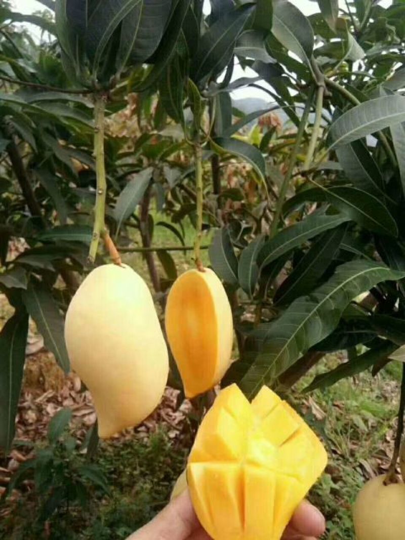 芒果干