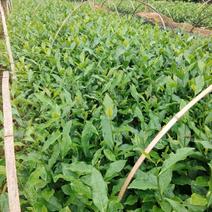 茶树苗产地直发量大从优，品种纯正，根系发达成活率高