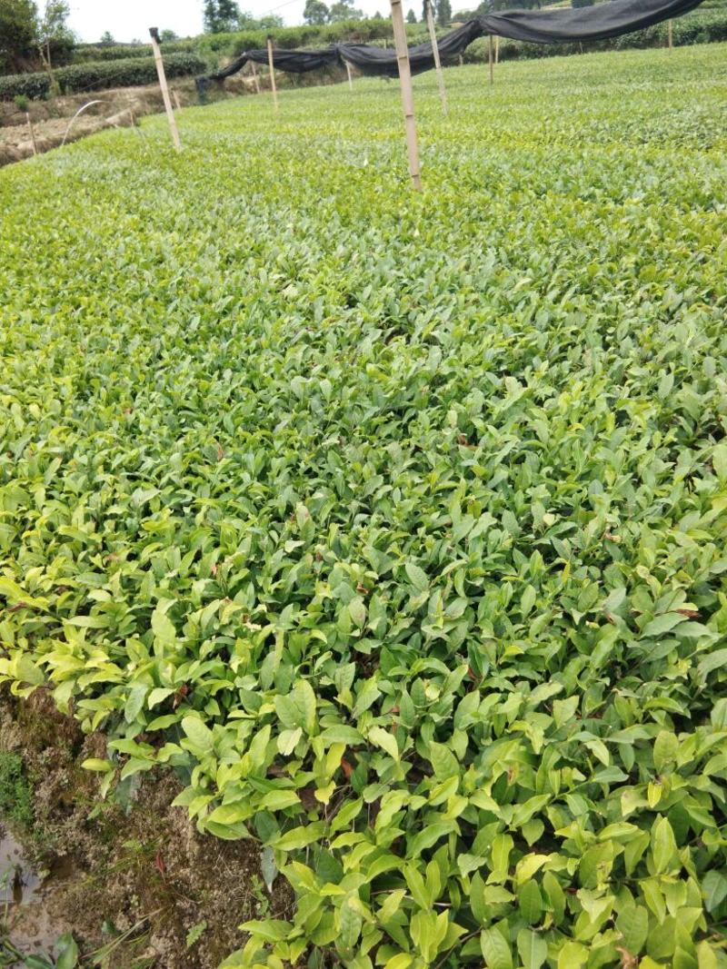茶树苗产地直发量大从优，品种纯正，根系发达成活率高