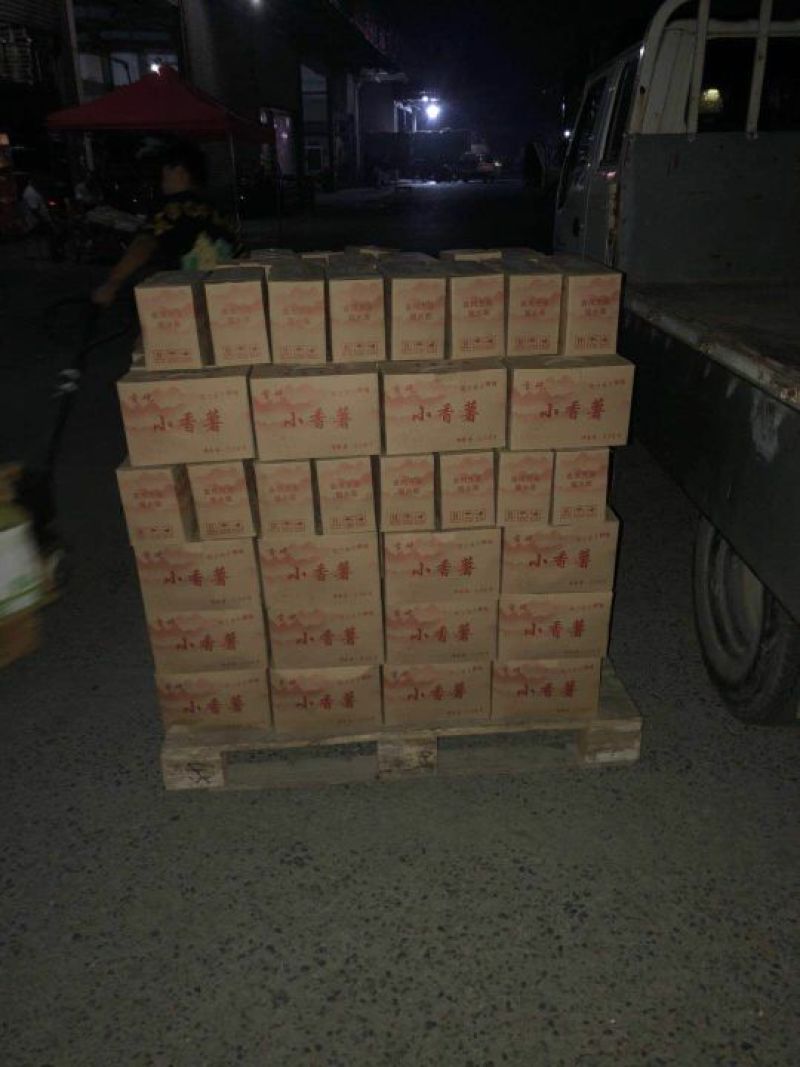 首屹®香薯心香红薯红皮，黄心，香甜粉糯…脱毒大田种苗