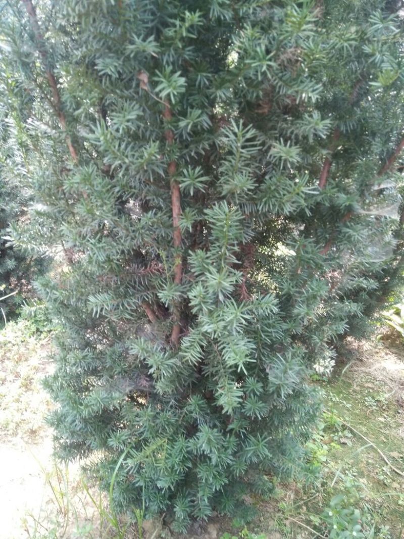 山东精品红豆杉2米到2.5米高，规格多样可选基地一手货源