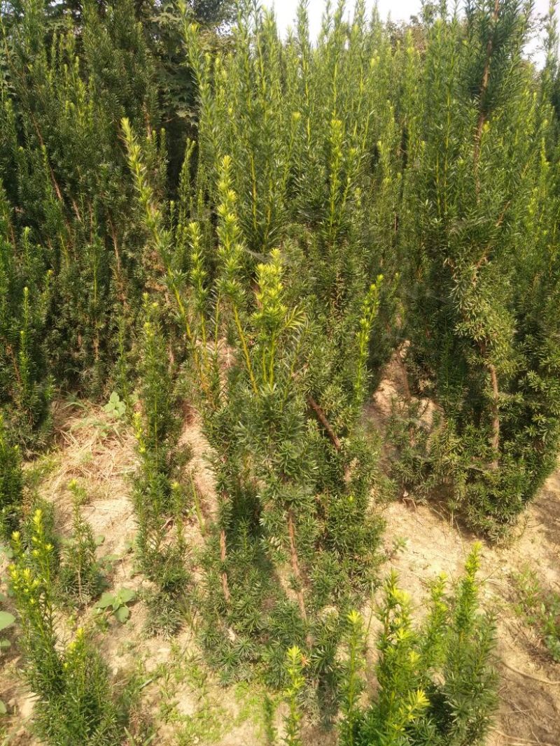 山东精品红豆杉2米到2.5米高，规格多样可选基地一手货源