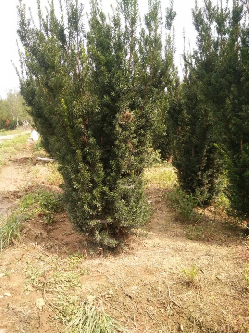 山东精品红豆杉2米到2.5米高，规格多样可选基地一手货源