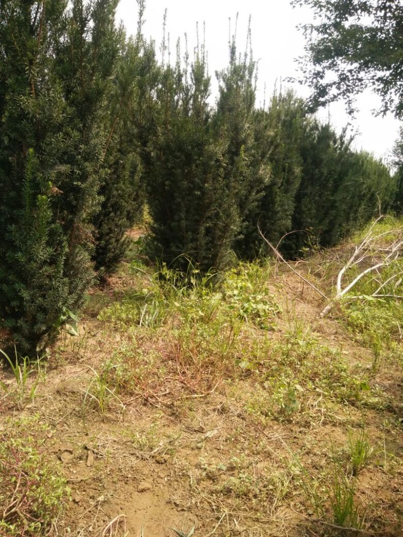 山东精品红豆杉2米到2.5米高，规格多样可选基地一手货源