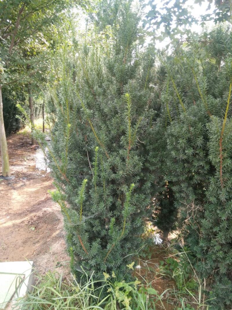 山东精品红豆杉2米到2.5米高，规格多样可选基地一手货源