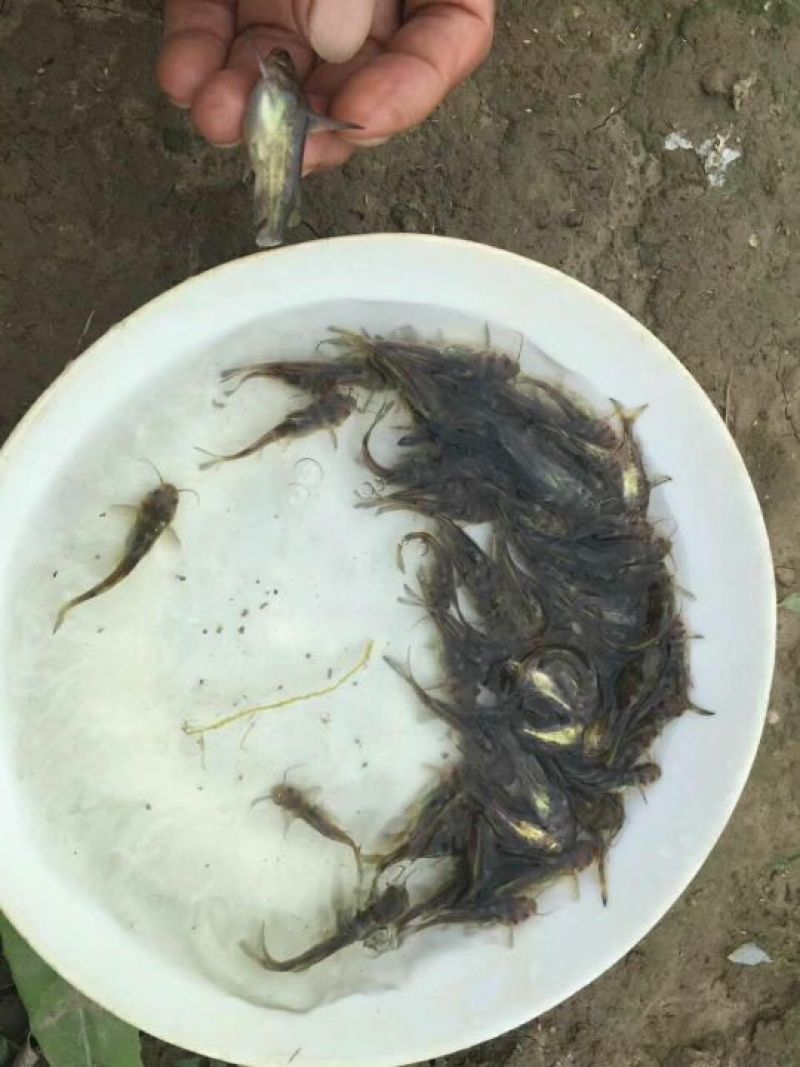 优质全雄黄骨鱼苗黄辣丁鱼苗黄颡鱼苗黄丫头淡