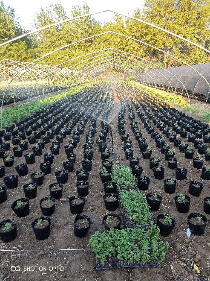 新品观赏菊花火热批发预售中