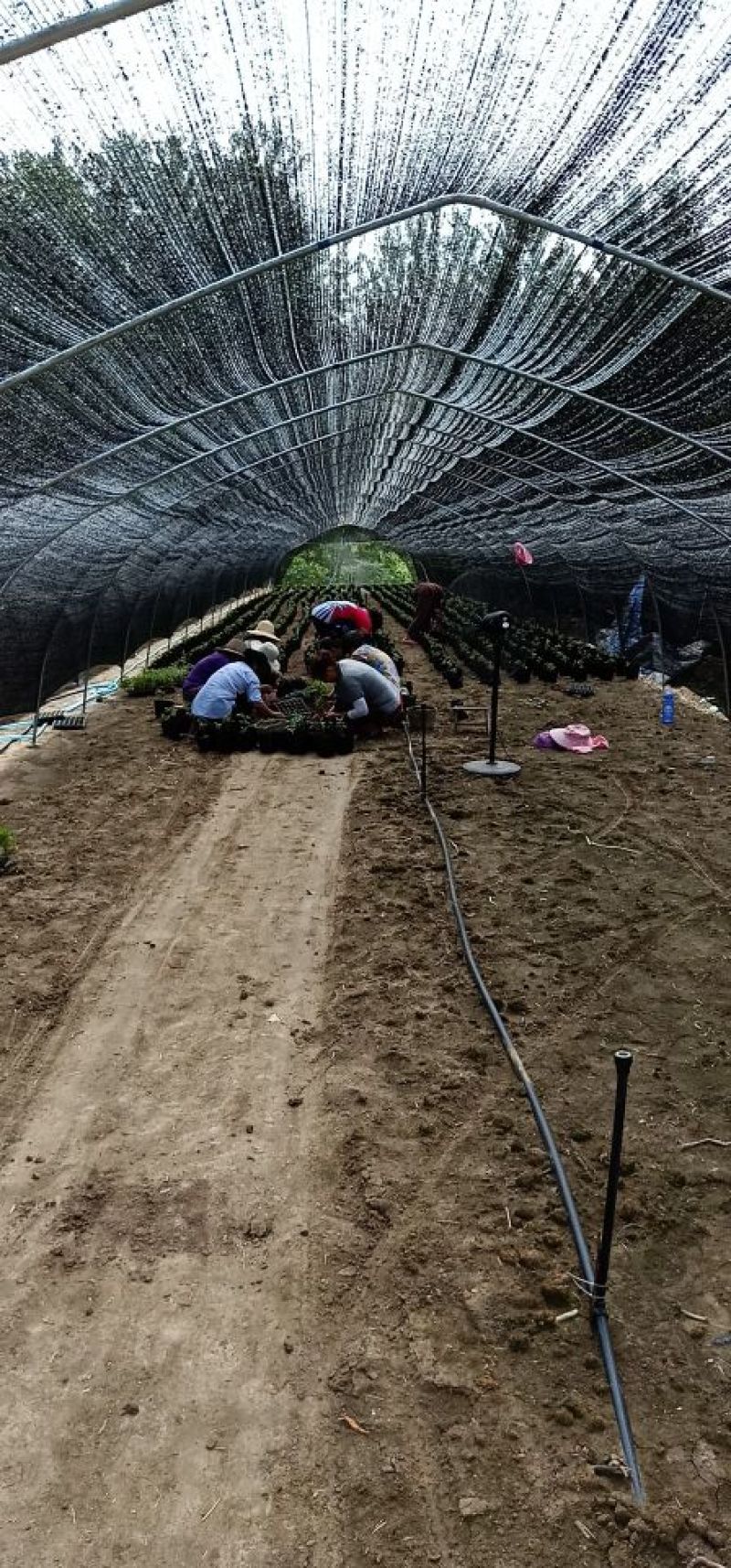 新品观赏菊花火热批发预售中