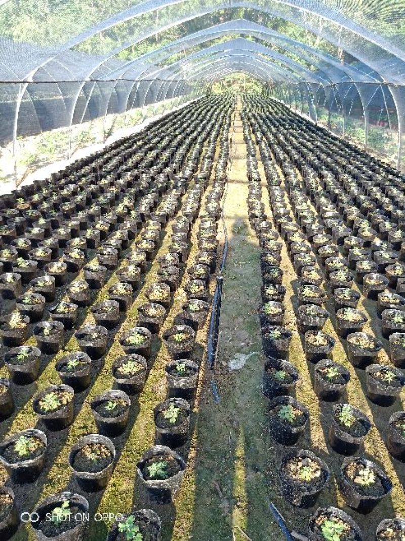 新品观赏菊花火热批发预售中