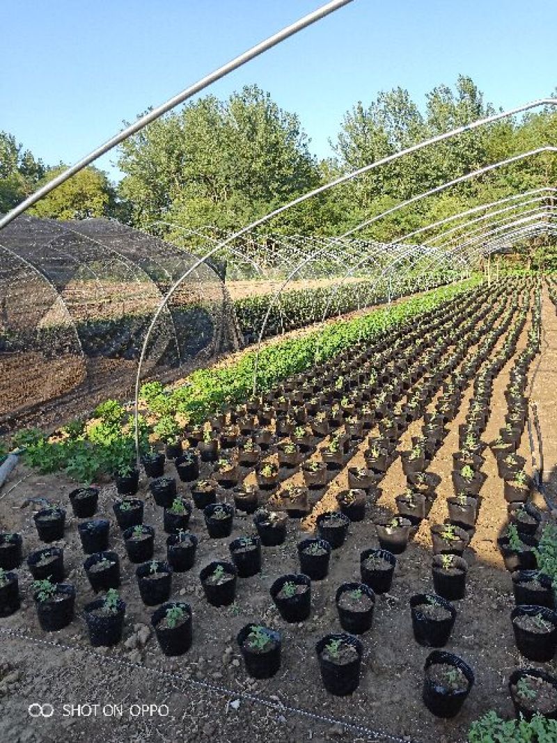 新品观赏菊花火热批发预售中