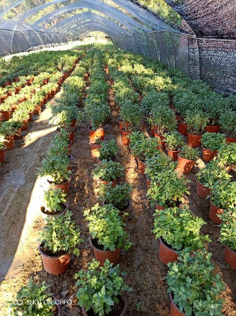新品观赏菊花火热批发预售中