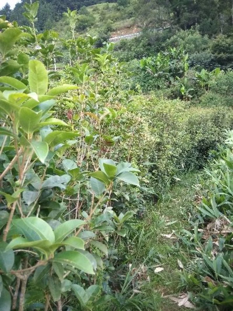 出售桂花树