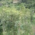 出售桂花树