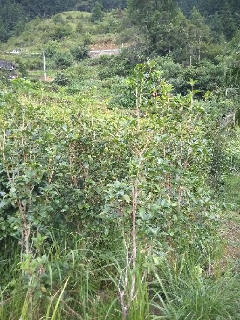 出售桂花树
