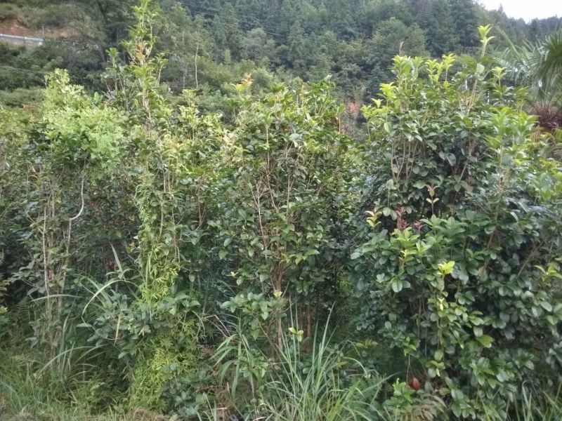 出售桂花树