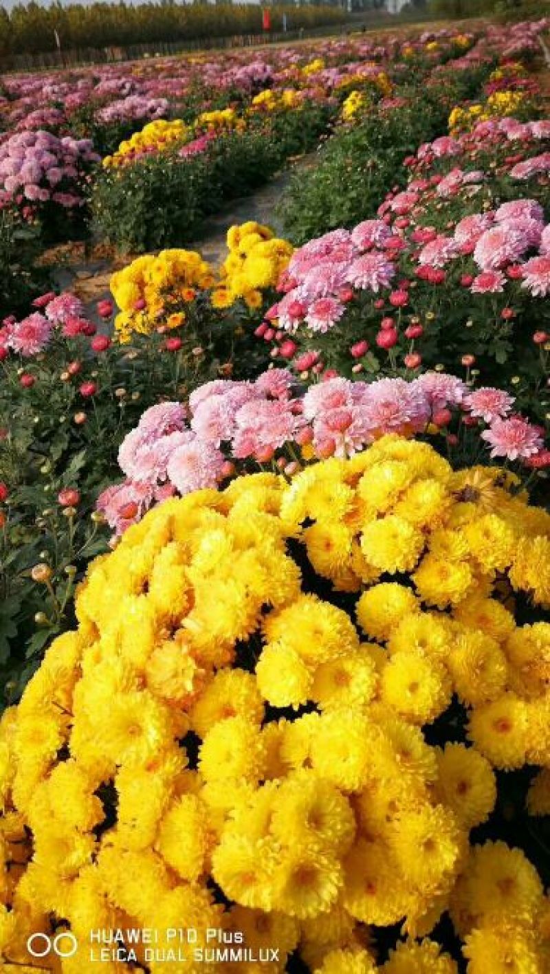 新品观赏菊花火热批发预售中