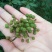 青花椒贵州青花椒，净椒干货批发特香特麻2024新货，