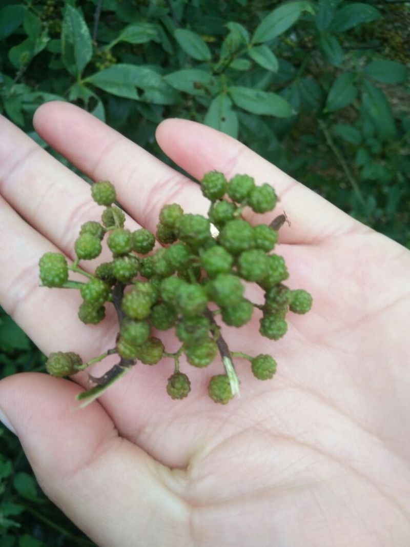 青花椒贵州青花椒，净椒干货批发特香特麻2024新货，