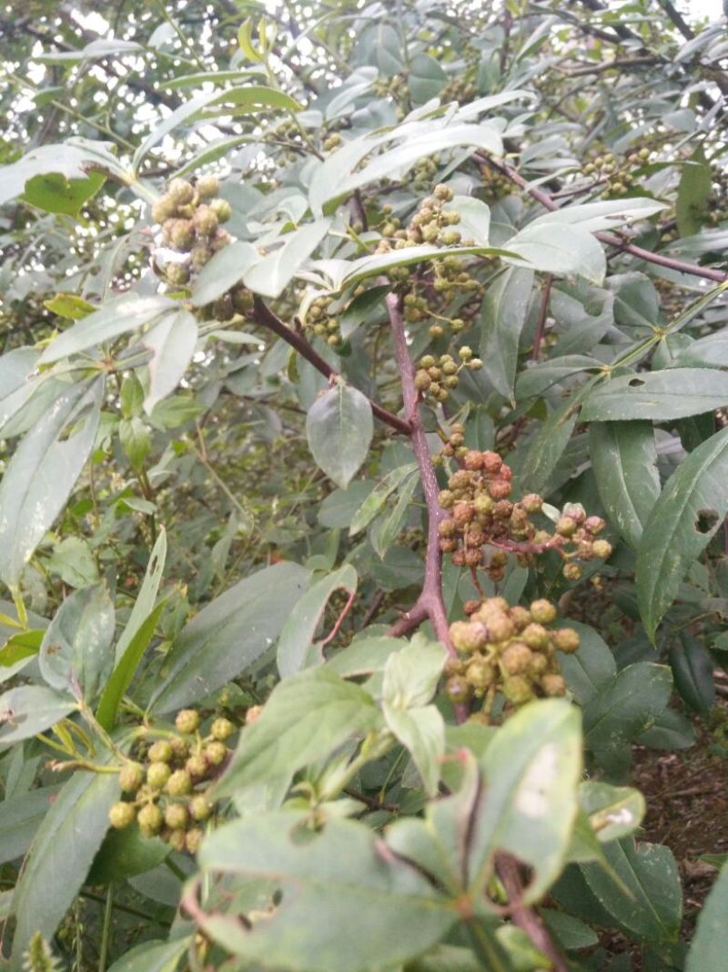 青花椒贵州青花椒2024新货特麻特香净椒干货批发