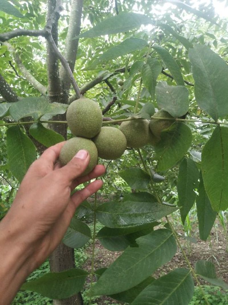 青皮核桃30mm以上青皮湿