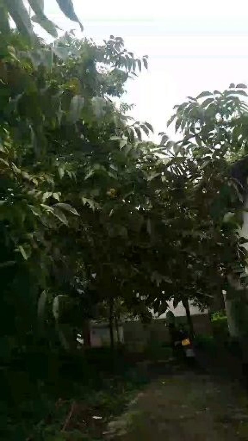 青皮核桃30mm以上青皮湿