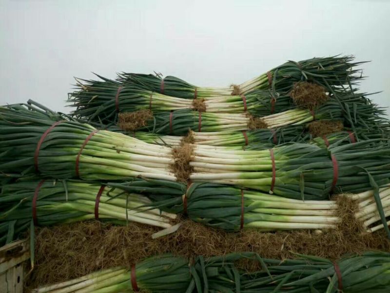 大量供应铁杆大葱，保质保量