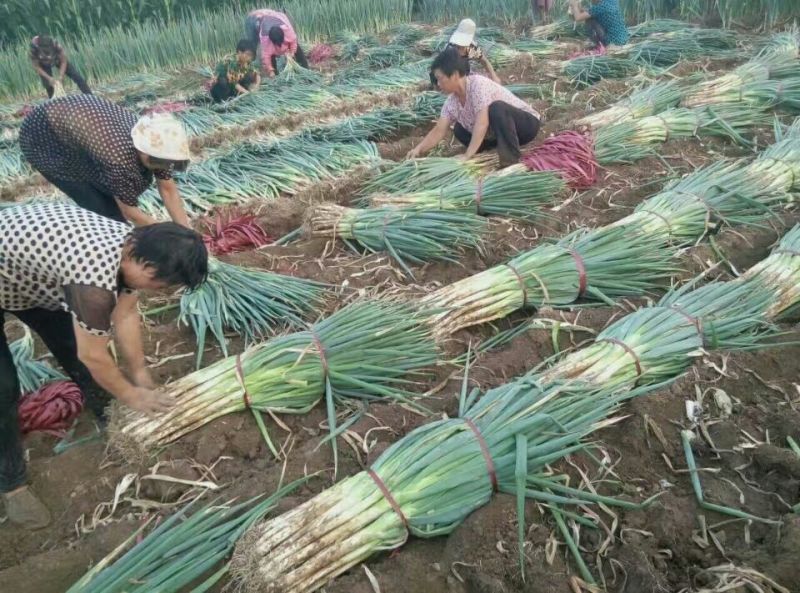 大量供应铁杆大葱，保质保量