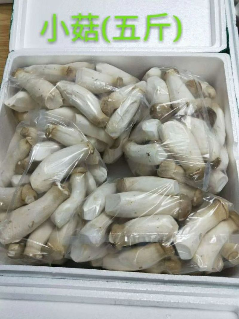 菌菇