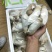 菌菇
