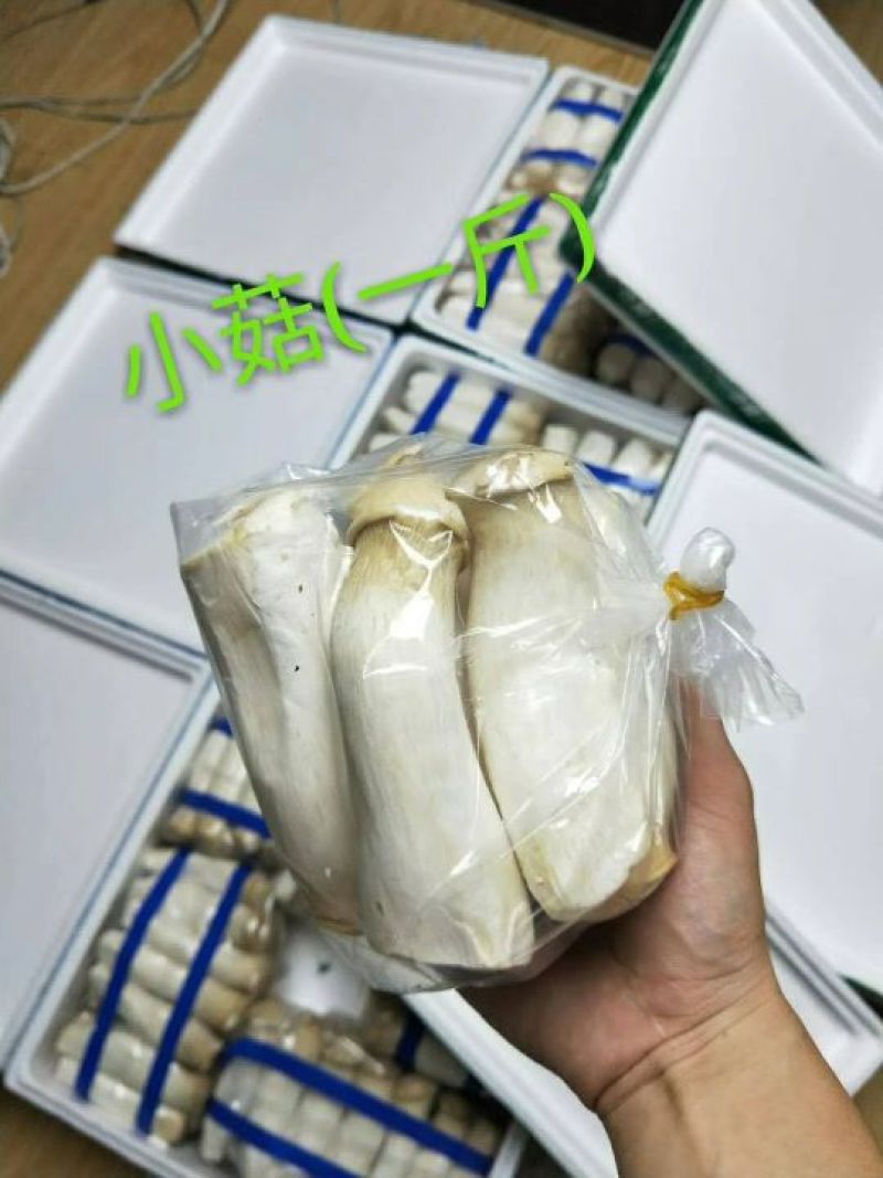 菌菇