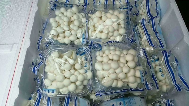 菌菇