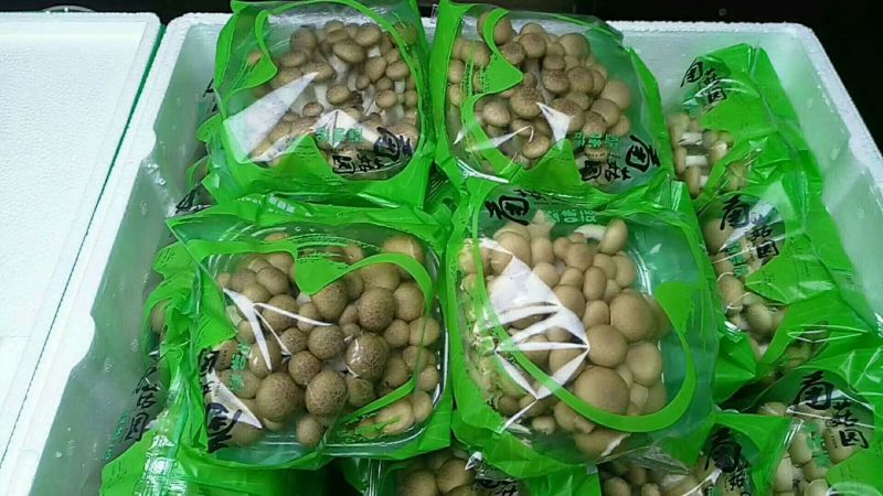 菌菇