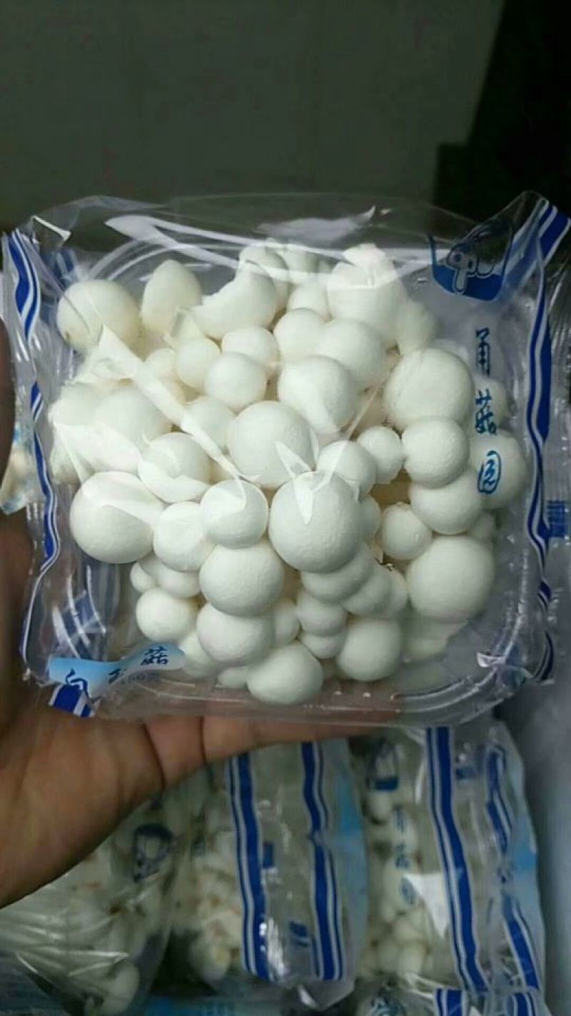 菌菇