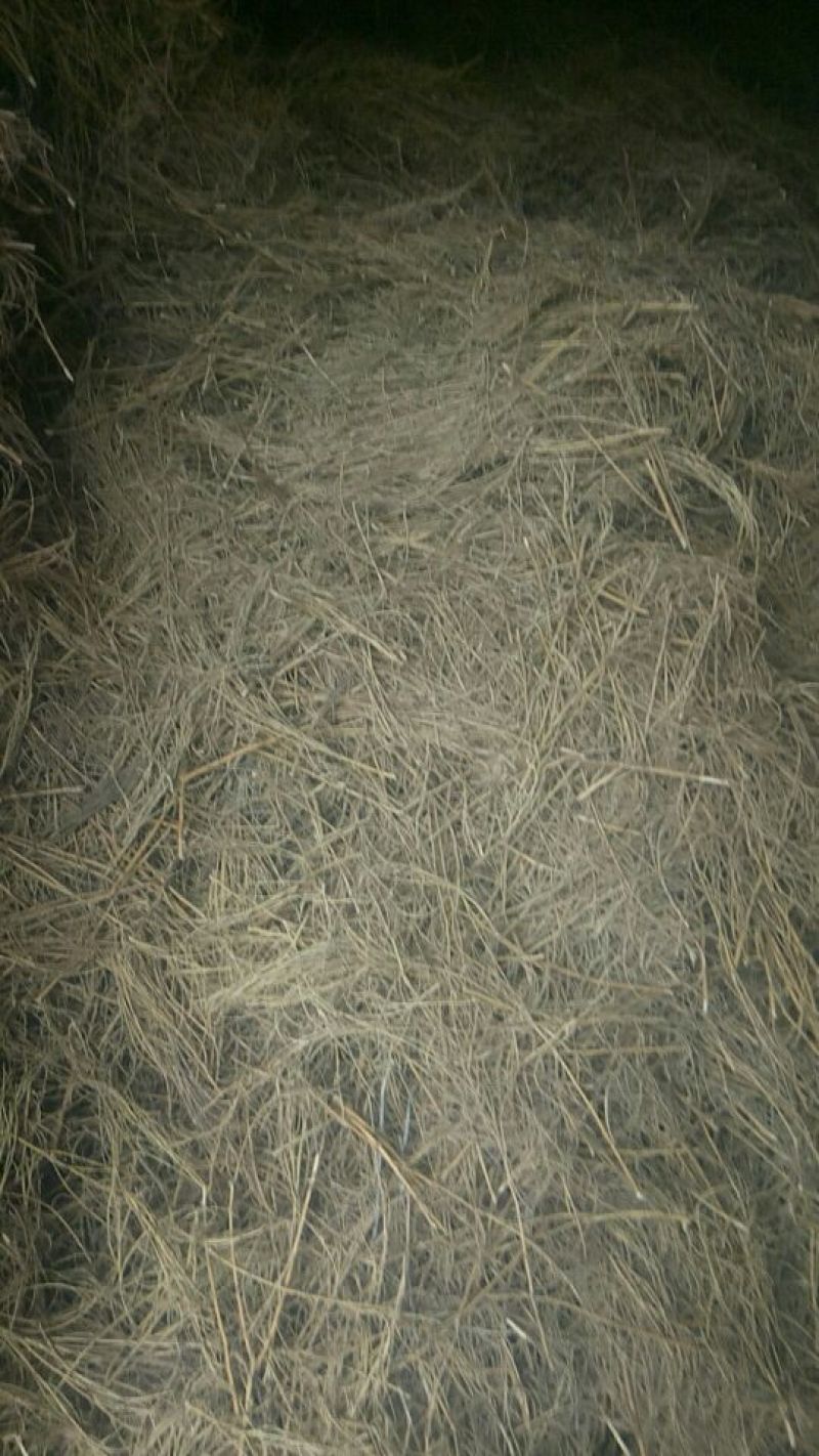 纯手工采摘，蒸熟太阳自然晒干，足干新槐米
