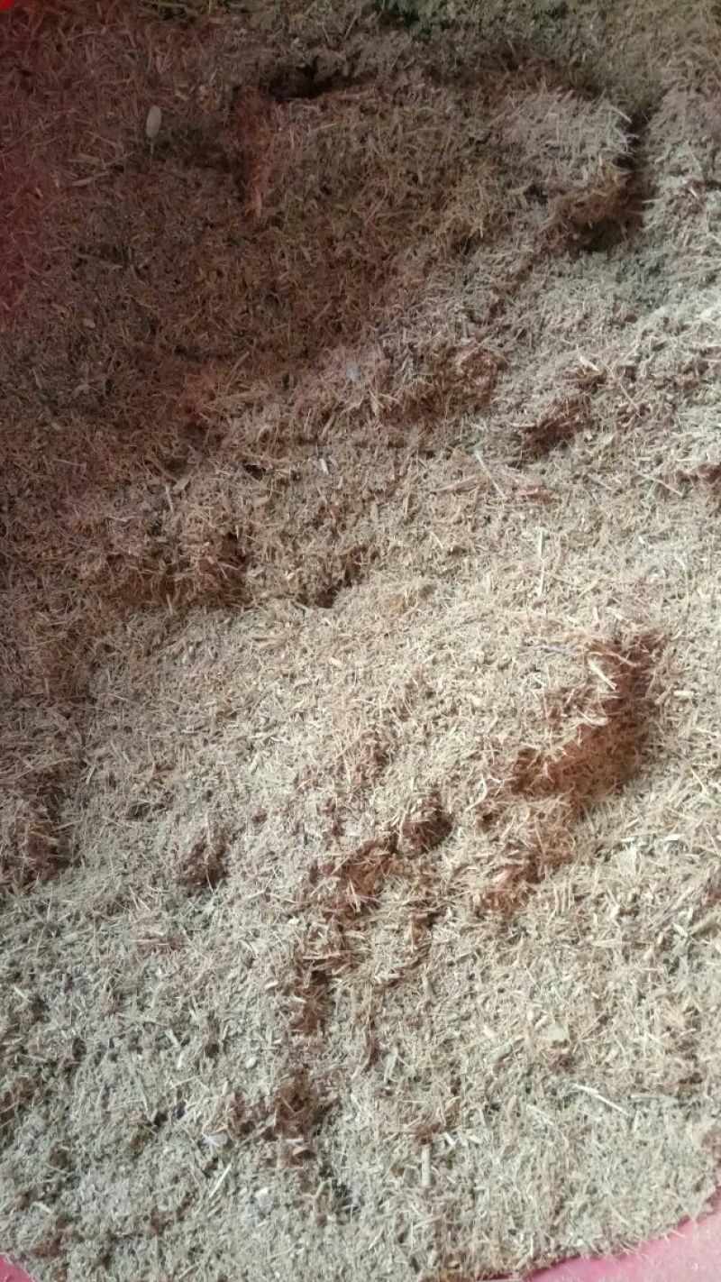 纯手工采摘，蒸熟太阳自然晒干，足干新槐米