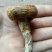 空心菌，又叫油辣菇，纯野生无污染，干度好，无霉无杂质