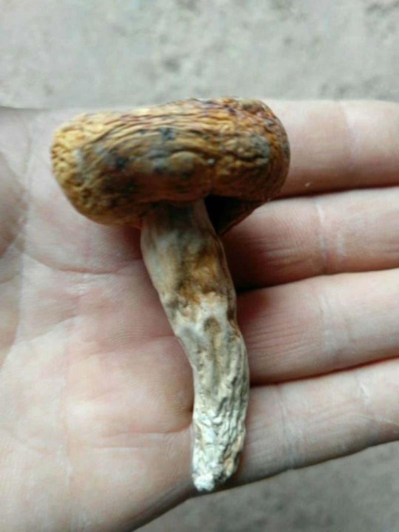 空心菌，又叫油辣菇，纯野生无污染，干度好，无霉无杂质