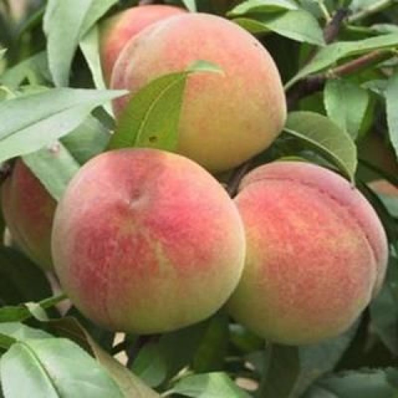 桃树苗冬桃类水蜜桃类油桃类蟠桃类黄桃类