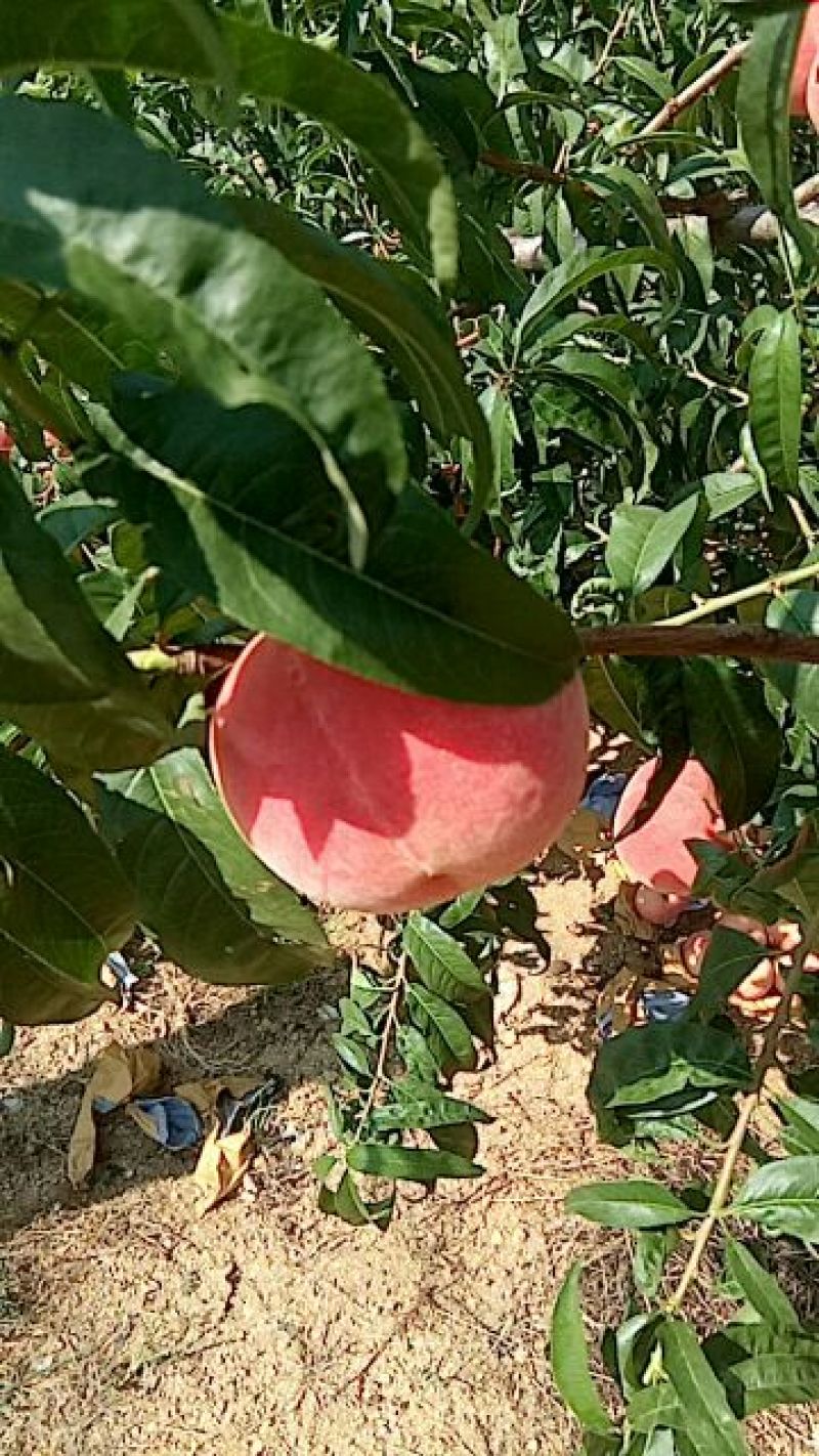 蒙阴水蜜桃一件代发五斤装