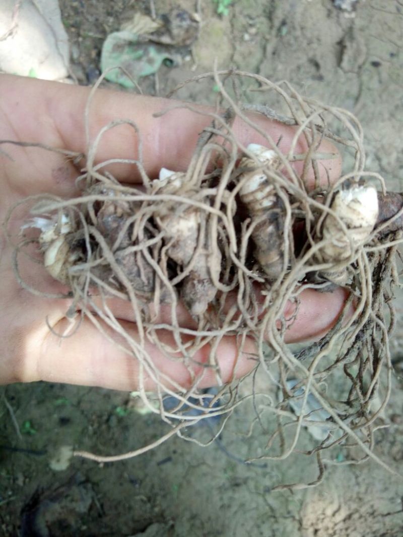 重楼苗（七叶一枝花）一年苗，苗好成活率高
