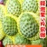 海南释迦果