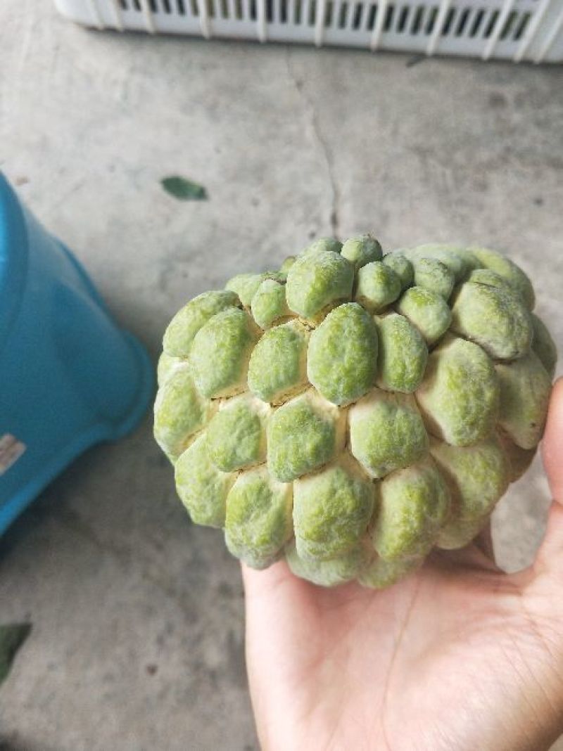 海南释迦果