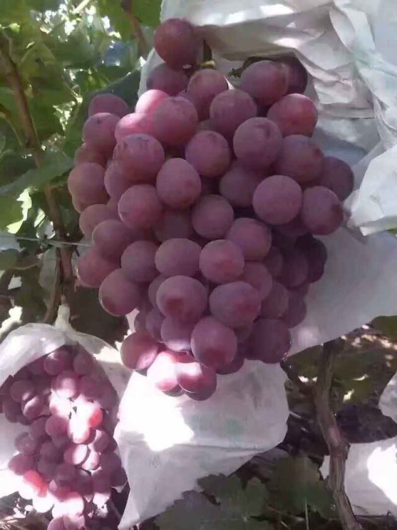 大荔红提葡萄，红提价格，陕西红提葡萄批发价格，红提基地