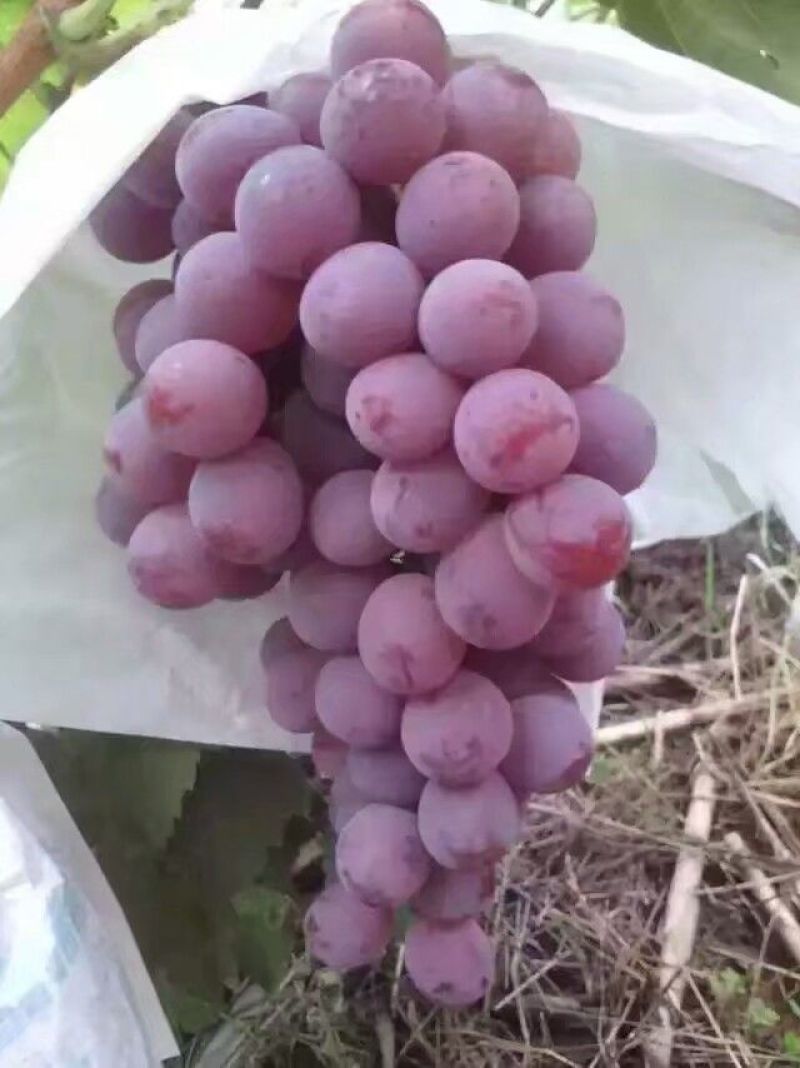 大荔红提葡萄，红提价格，陕西红提葡萄批发价格，红提基地