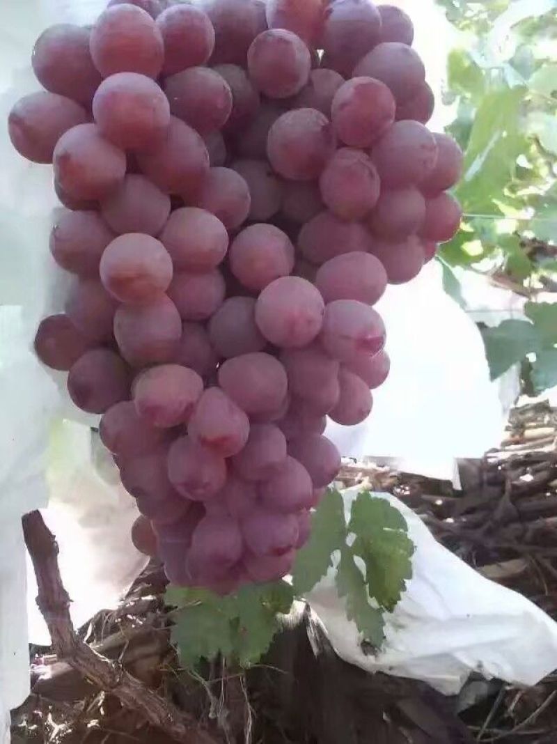 大荔红提葡萄，红提价格，陕西红提葡萄批发价格，红提基地